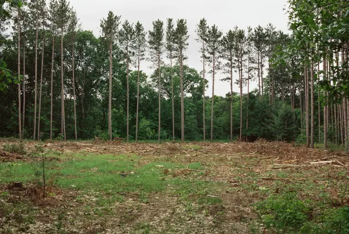 a lot of trees that are in the grass